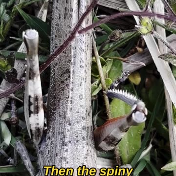 This is the Egyptian Grasshopper