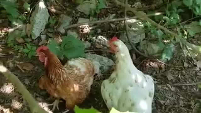 Amanda Grace Talks...BABY DUCKLING UPDATE AND DAISYS LIFE AS A TEACHING TOOL