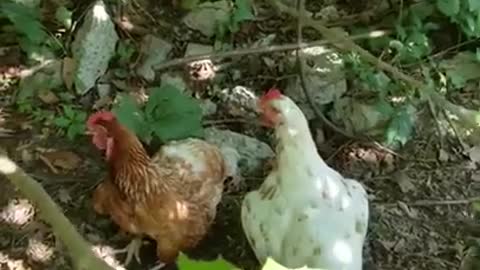 Amanda Grace Talks...BABY DUCKLING UPDATE AND DAISYS LIFE AS A TEACHING TOOL