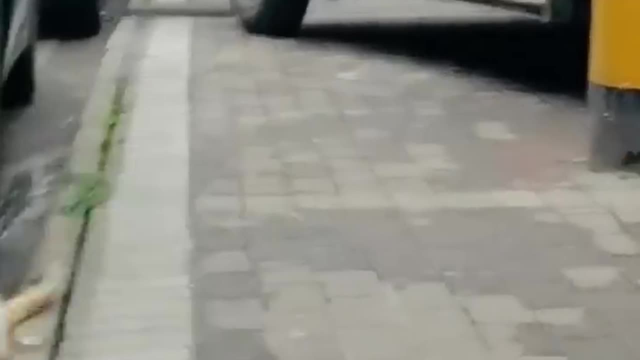 cat fight