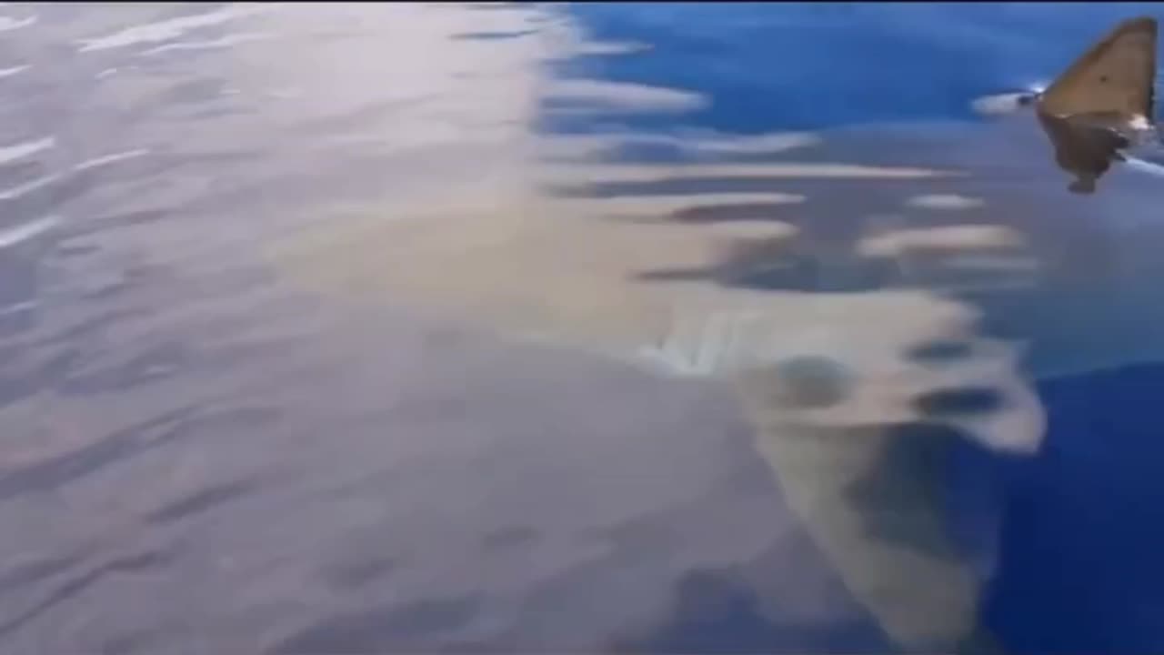 Shark in Austrália