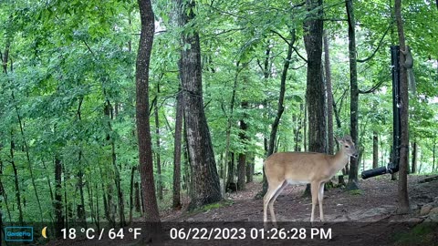 The Woods – 06/23/2023