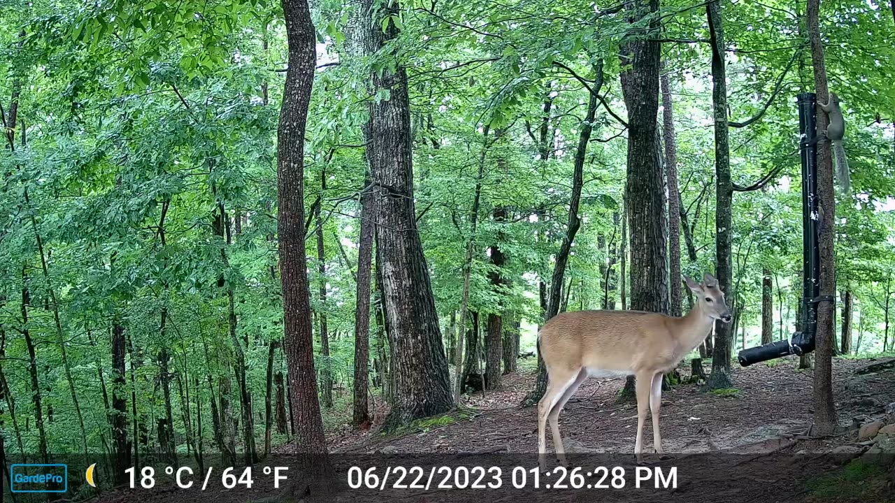 The Woods – 06/23/2023