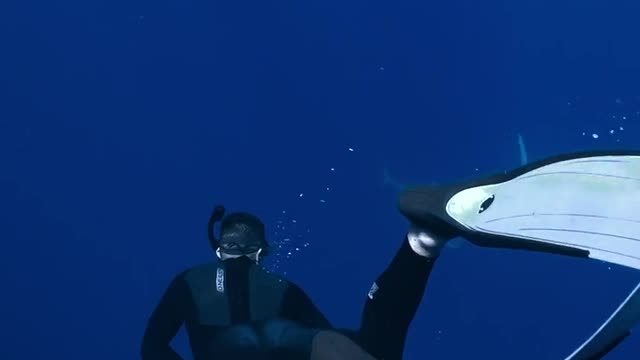 A Man Snorkeling with Sharks