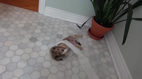 Daphne the Cute Dachshund Puppy LOVES Toilet Paper!