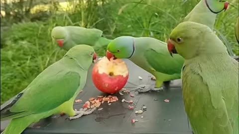 Ringneck Parrot Videos Compilation