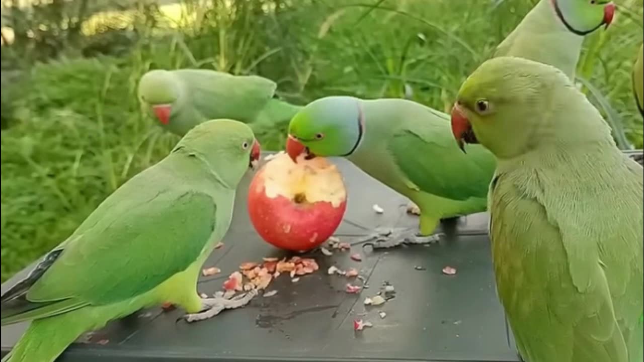 Ringneck Parrot Videos Compilation