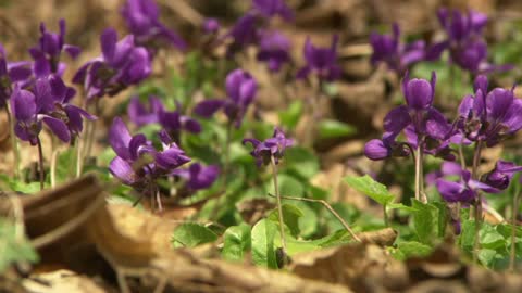 Wild boar eats violets - funny