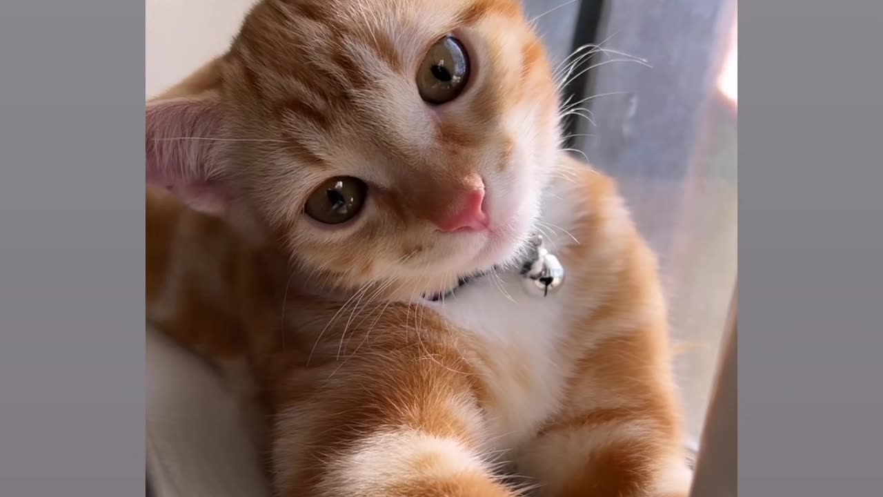 Funny cat moment very cute butifull cats