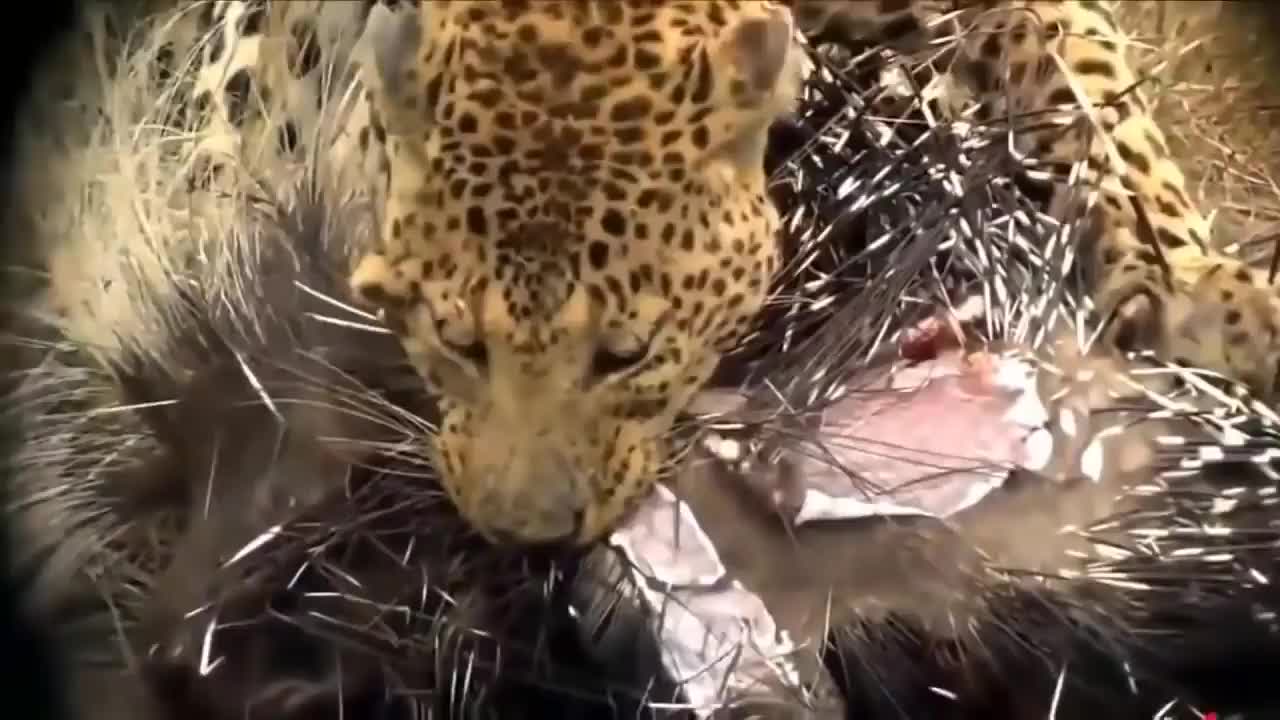 Most Amazing Porcupine, Hedgehog vs Leopard, Dog - Wild Animals Documentary