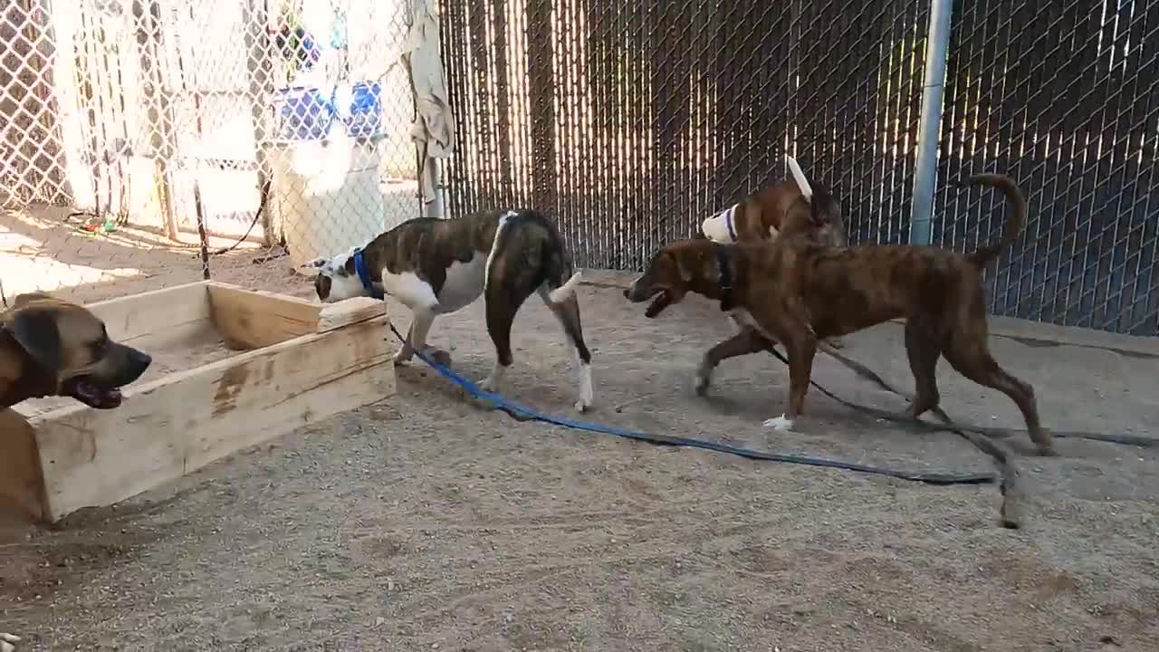AMAZING DOG TRAINING. TRAINED DOGS HAVING FUN.!!!