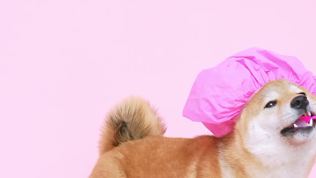 DOG PINK