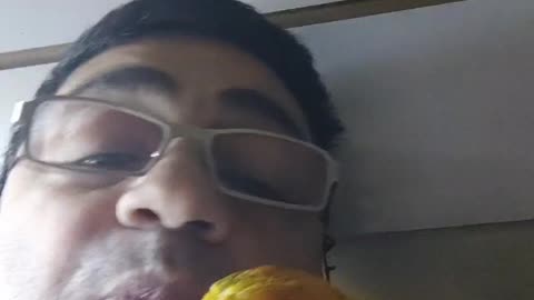 ببغاء يأكل من الفم