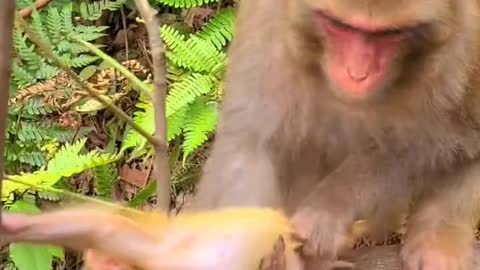 Baby monkey newborn cute animals and Mom 7