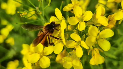 Honey Collector