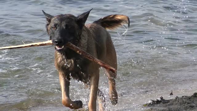 Belgian Malinois dog is on vacation