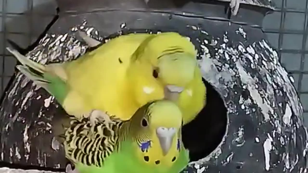 Cockatiel | Funny parrot | Funny birds | funny animals