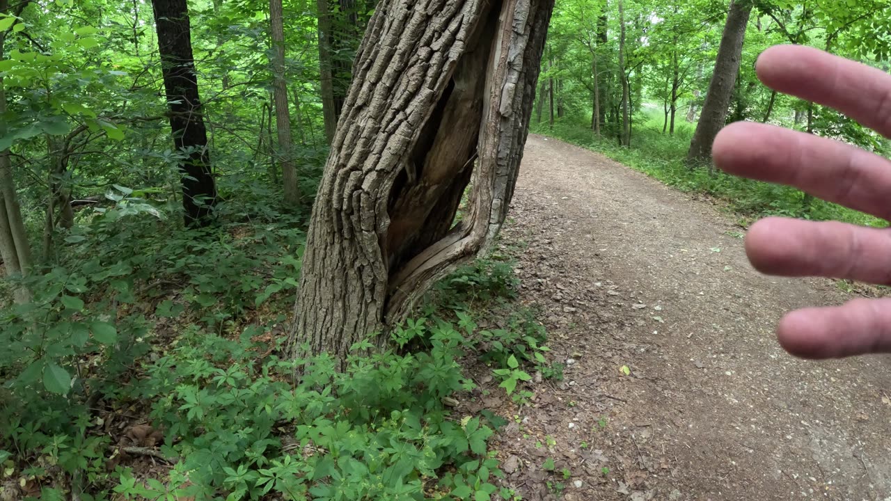 Episode 7 - Can Structural Engineering help us understand trees? Absolutely.