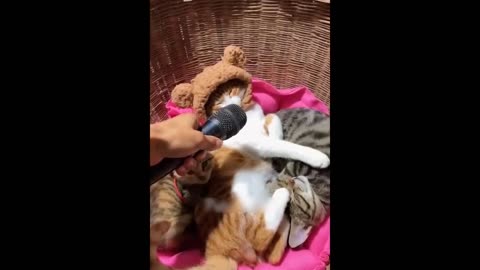 Funny Dogs and Cats Video 🤣🤣