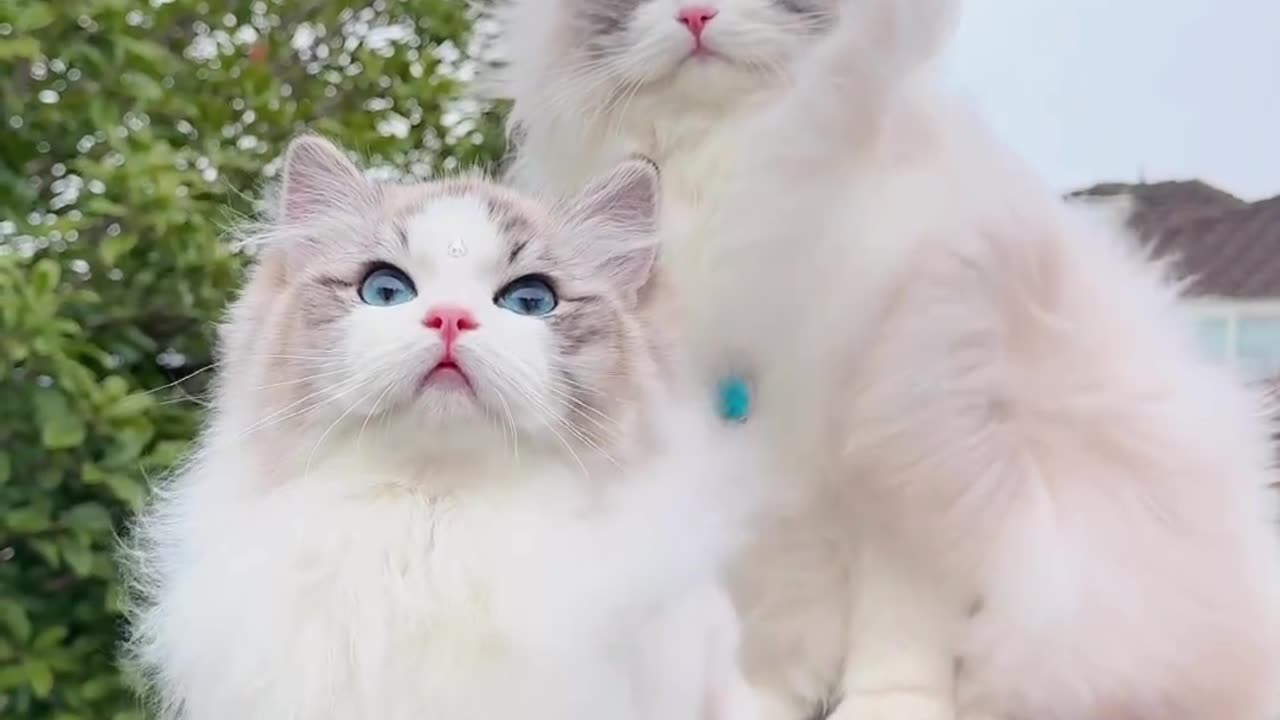 Lovely cat dancing