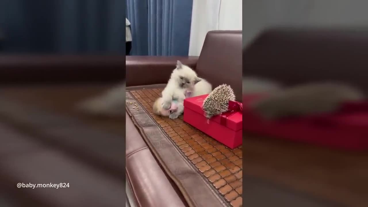 TOP MOST FUNNIEST AND CUTEST CATS VIDEOS.