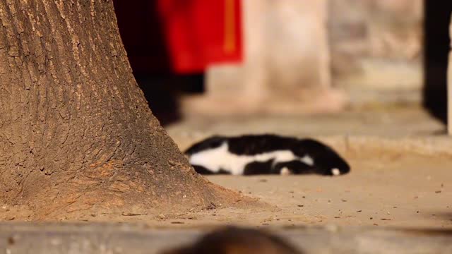 A little black cat is lying under a tree