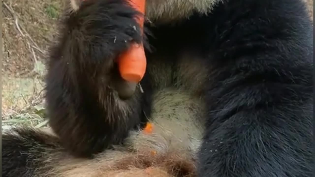 A Giant Funny and Cute Panda Eating a Carrot