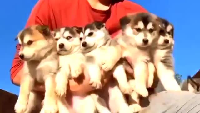 CUTE DOGS VERY NICE VIDEO