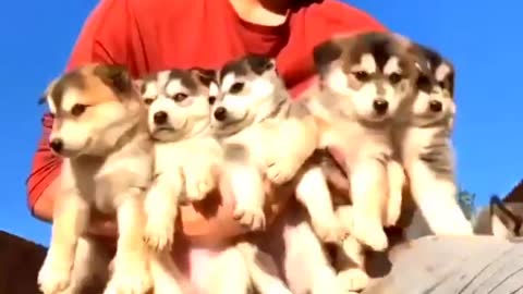 CUTE DOGS VERY NICE VIDEO