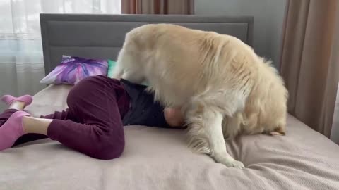 Funny Golden Retriever Attacks His Human Mom [TRY NOT TO LAUGH]