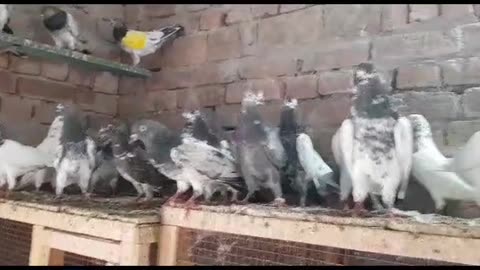 Parvazi kabutar