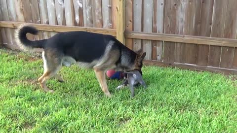 German Shepherd Playing Soccer with Pitbull