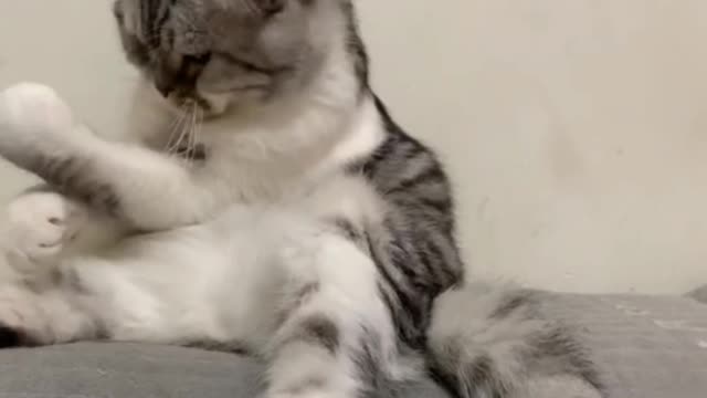 A magical animal, guess what the cat is doing? Funny animal