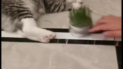 Funny Pets Moments #57