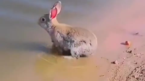 cute rabbit swimming