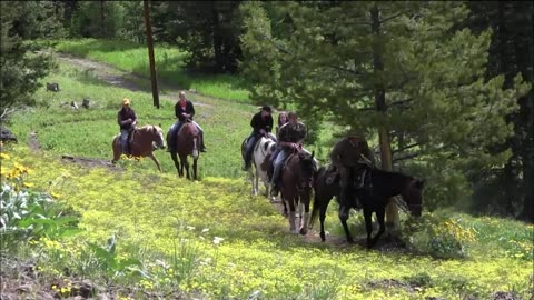 Black bears on family outing