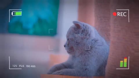 Beautiful and Cute Cats Kittens Playing Together so Funny | Viral Cat