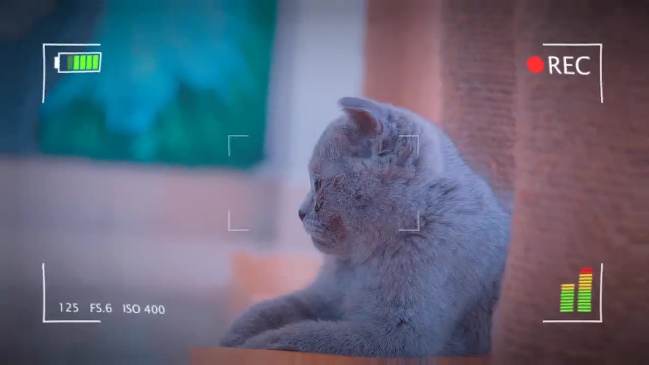 Beautiful and Cute Cats Kittens Playing Together so Funny | Viral Cat