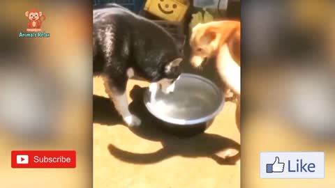 Funny animals - Funny cats / dogs Funny animal videos 2023