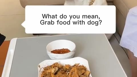 Funny dog eating food
