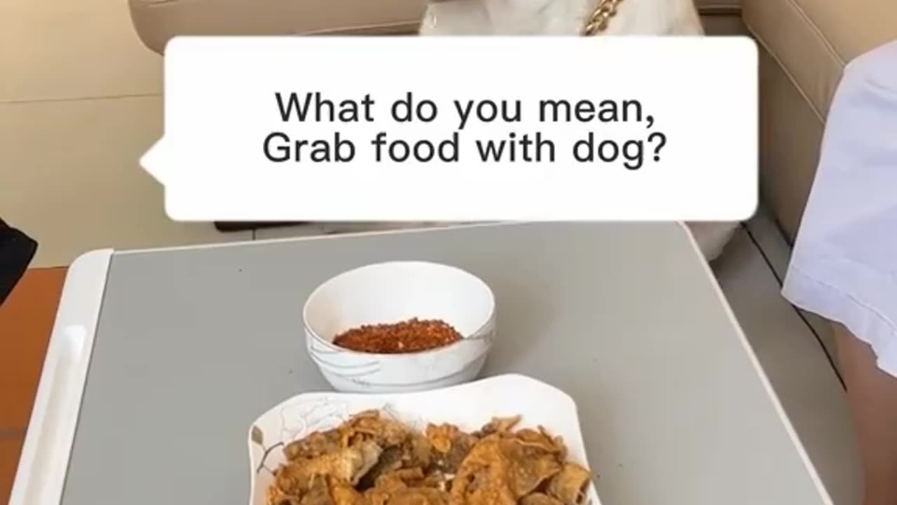Funny dog eating food