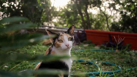 Cat house video viral shorts