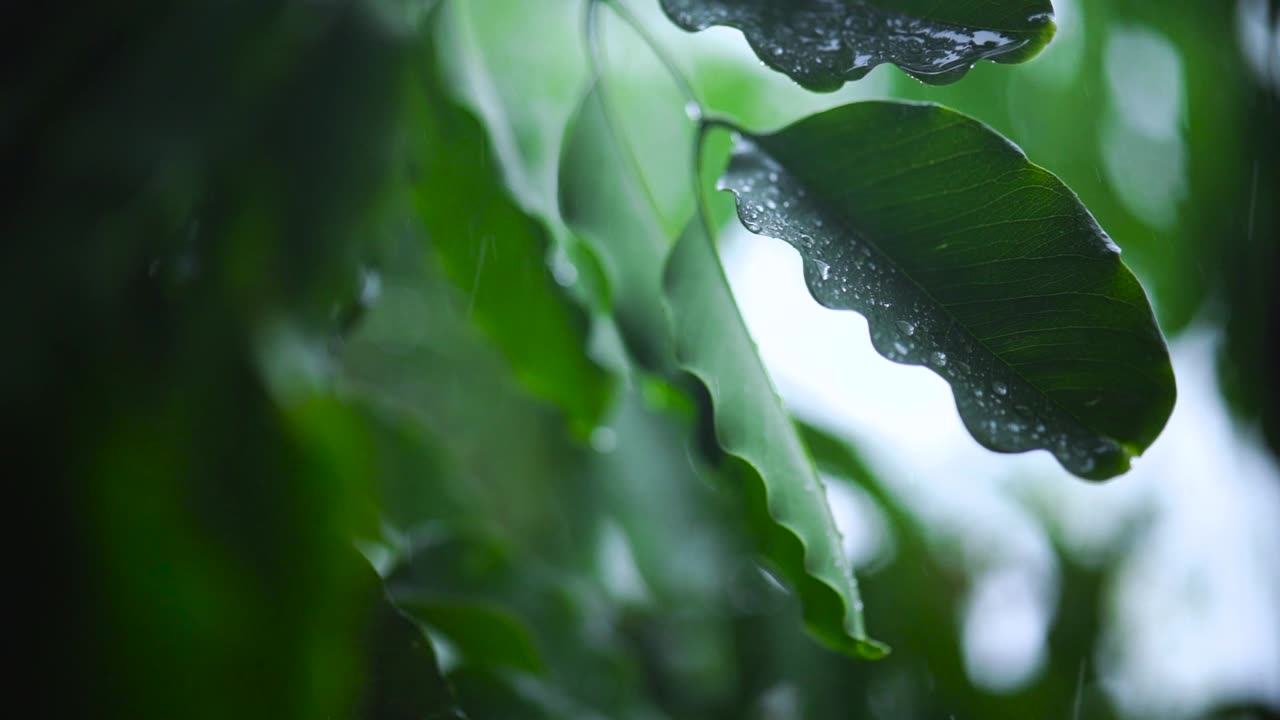 close shot of leaf