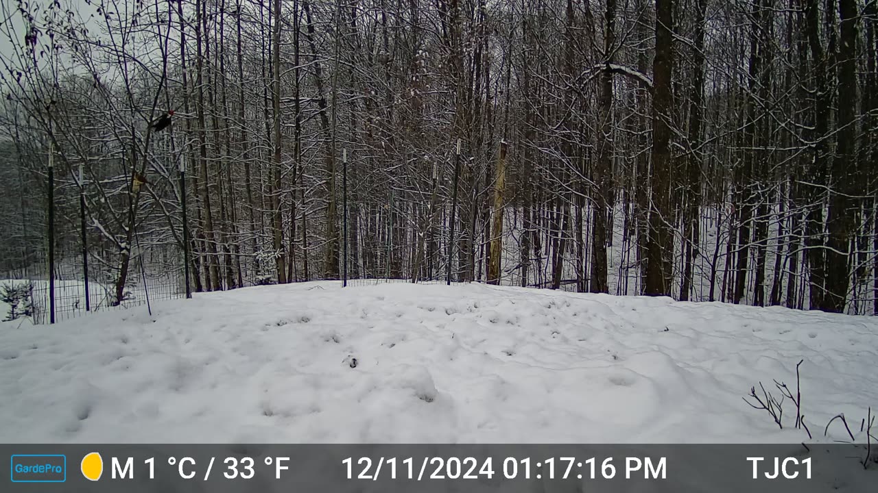 Pileated Woodpecker