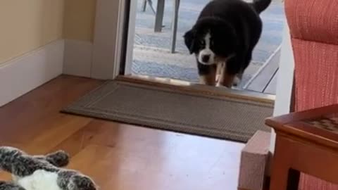 Puppy Adorably Stalks And Pounces On Stuffed Animal