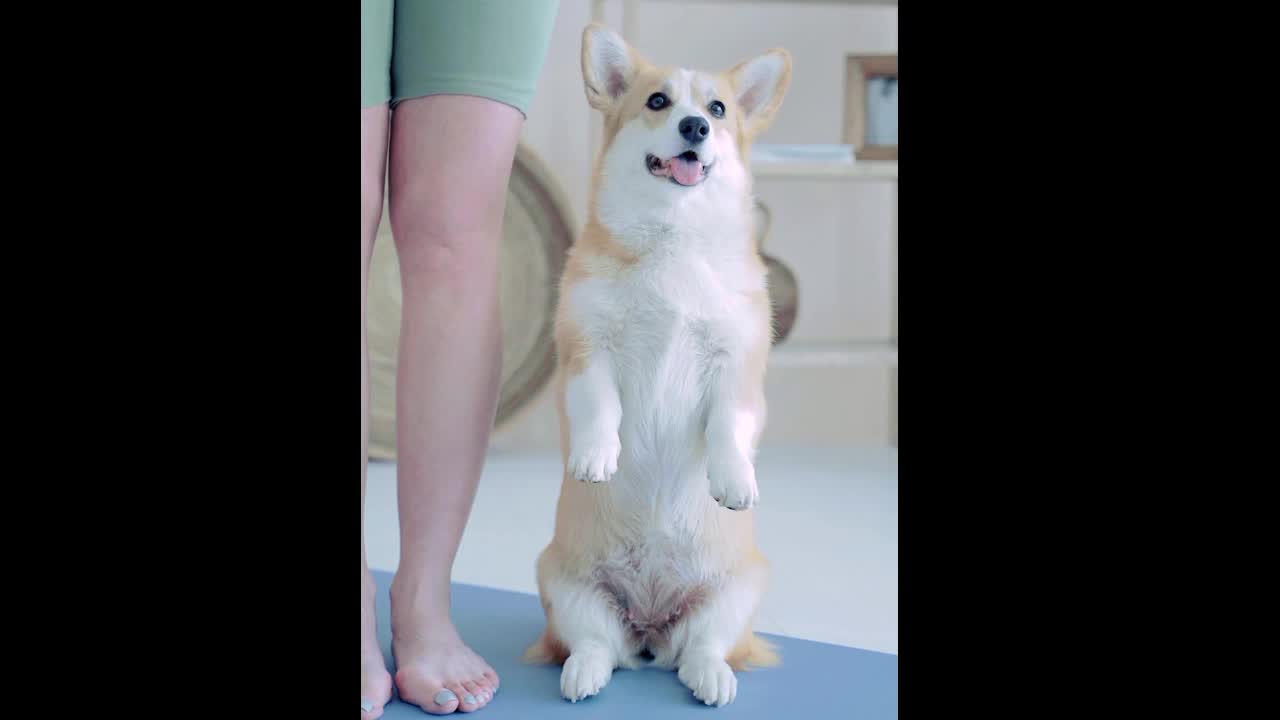 Funny moments dog
