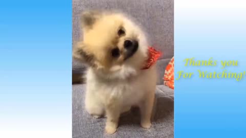 Baby dog - cute and funny dog video..