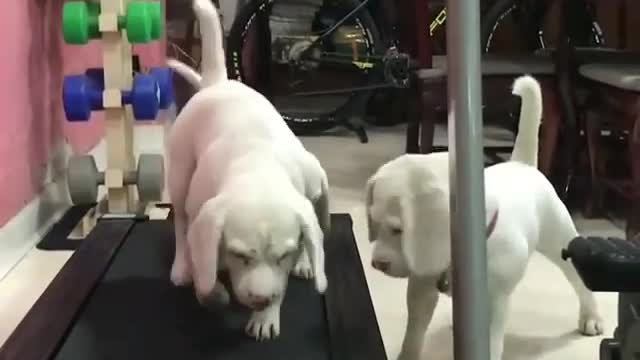 A dog playing on a treadmill.