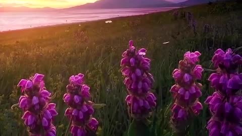 Beauty of Nature