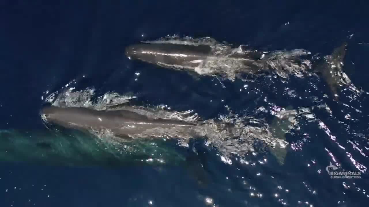 Timor Leste, Strait of Ombai_ A Flood of Whales